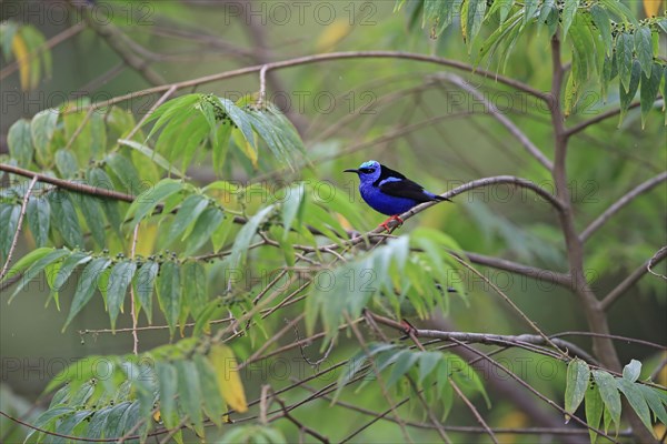 Turquoise Honeycreeper