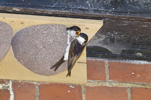 Common House Martin