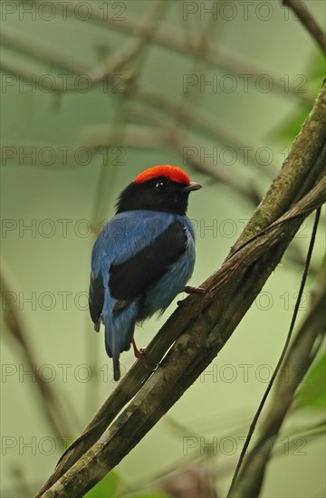 Blue manakin