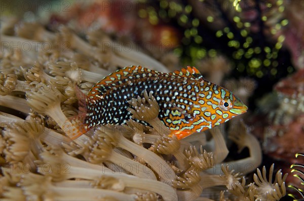 Ornate Wrasse