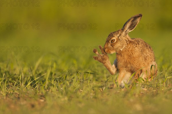 European Hare