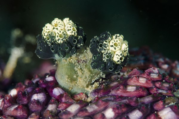 Lollipop tunicate