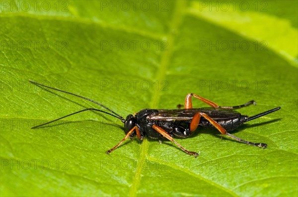 Red-legged Ichneumon Wasp