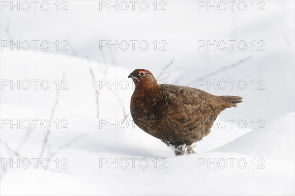 Scottish Grouse