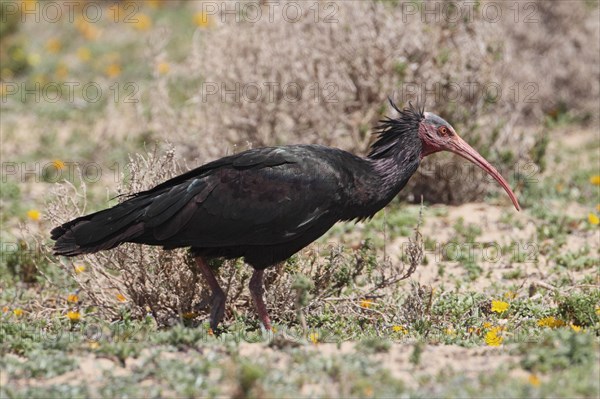 Northern Bald Ibis