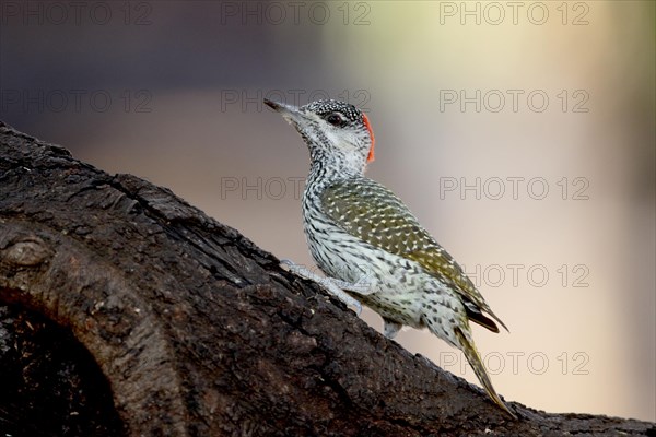 Golden-tailed Woodpecker