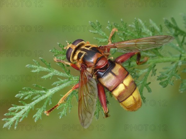 Hornet hoverfly