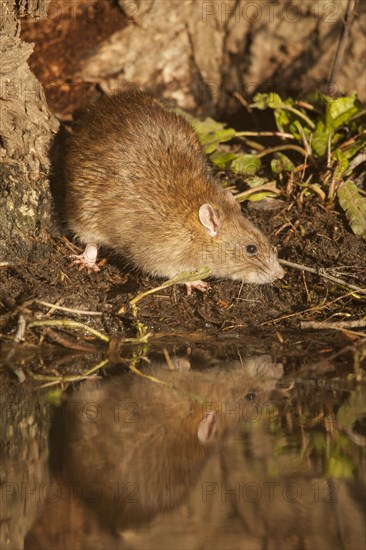 Brown brown rat