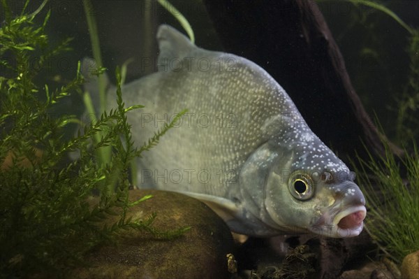 Common Bream