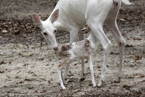 Leucistic White tailed Deer female with fawn