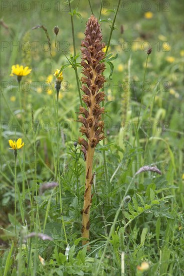 Knapweed broomrape