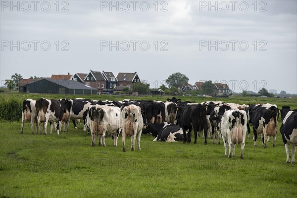 Cows on the way