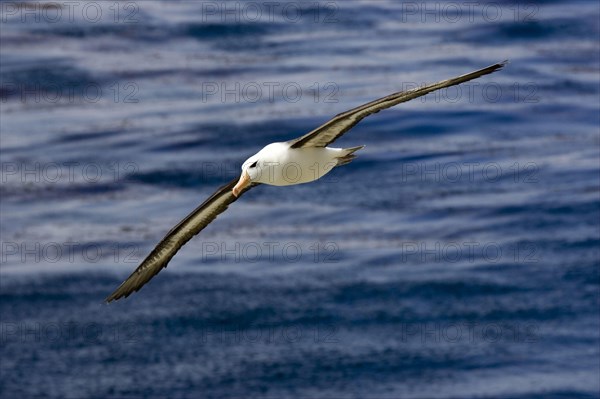 Black-browed Albatross