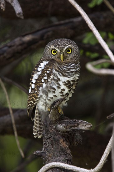 African barred owlet