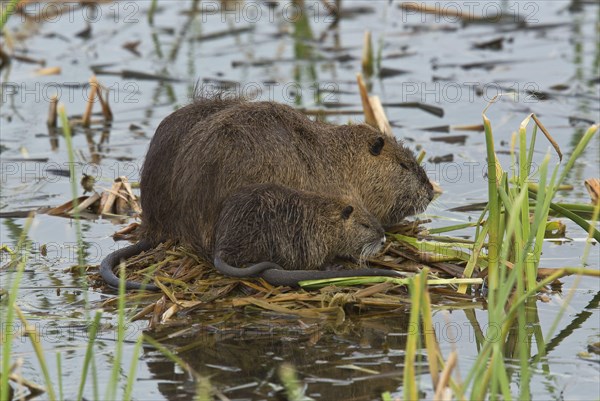 Nutria