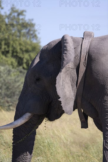 African elephant