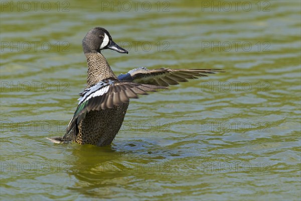 Blue-winged teals