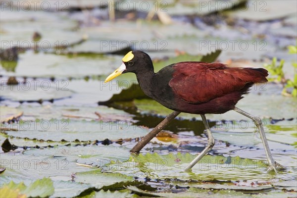 Northern Jacana