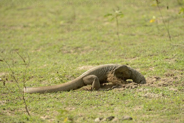 Adult bengal monitor