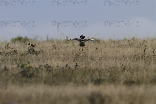 Little Bustard