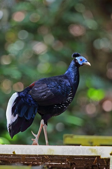 Crested Fireback