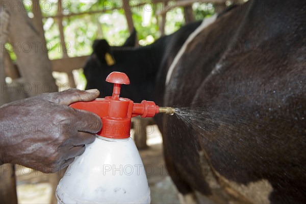 Farmer sprays dairy cow with homemade chilli insecticide to keep flies away