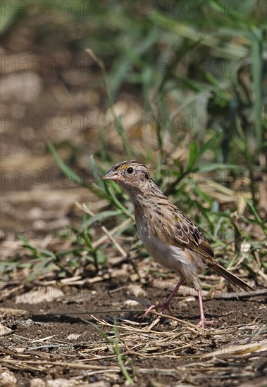 Grasshopper sparrow