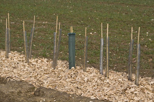 Newly planted seedling with protectors and wood chips