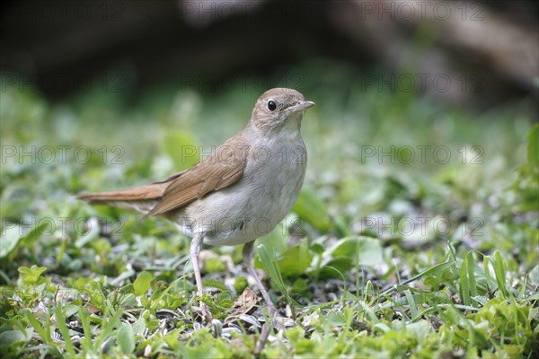 Common Nightingale