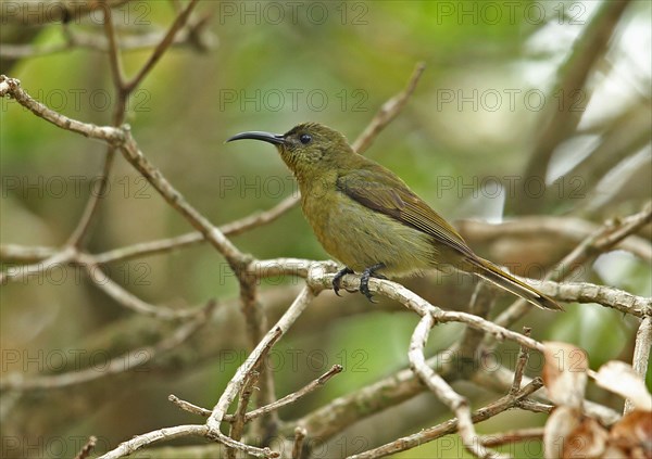 Eastern Olive Sunbird