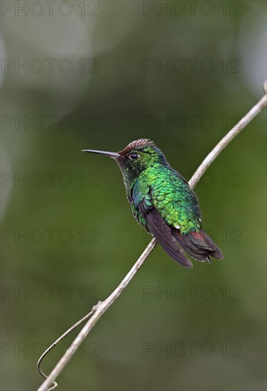 Violet-capped Hummingbird