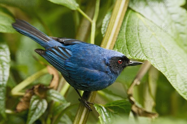 Masked Flowerhookbill