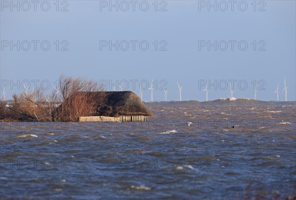 Flooded coastal marsh habitat and partially submerged post-flood birding hide