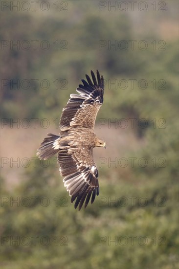 Eastern imperial eagle