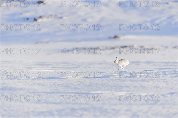 Mountain Hare