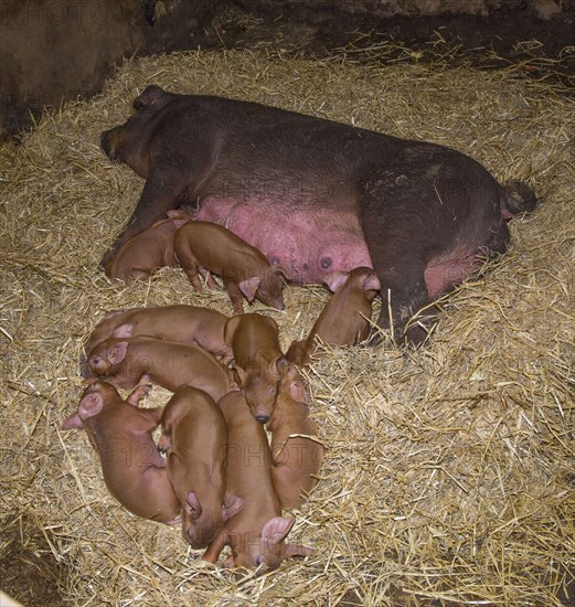 Duroc pig