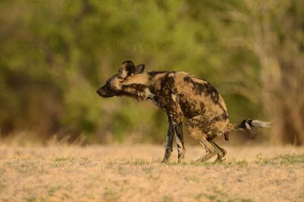 African Wild Dog