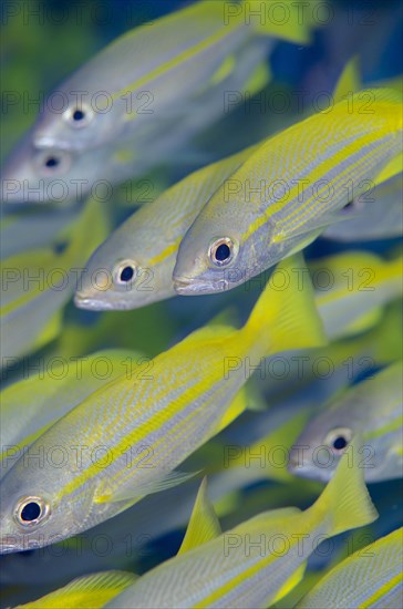 School of bigeye snapper