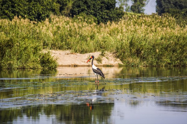 Saddle-billed stork