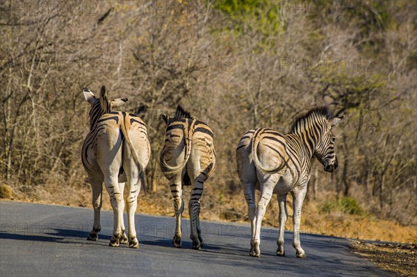 Plains zebras