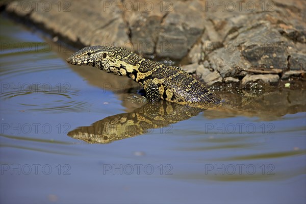 Nile monitor