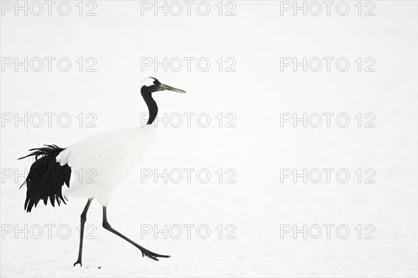 Japanese red-crowned crane