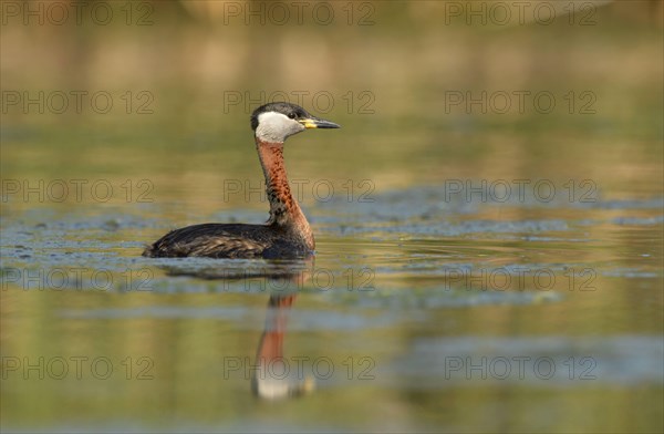 Red-necked Grebe