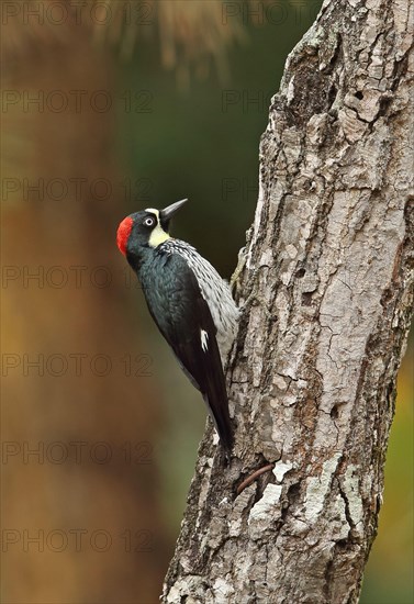 Acorn Woodpecker