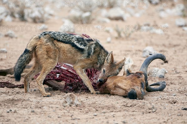 Adult black-backed jackal