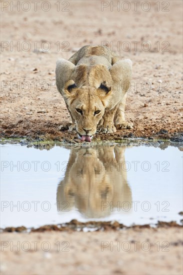 Transalvaal Lion