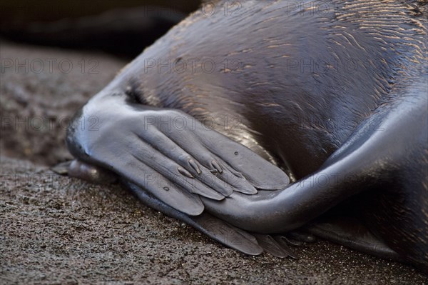 Galapagos seabear