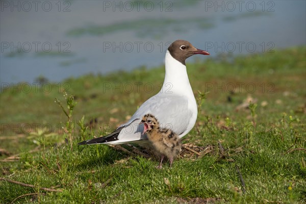 Black-headed gull