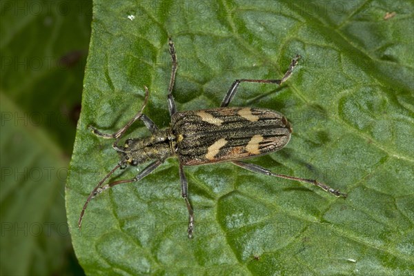 Yellow-banded pincer