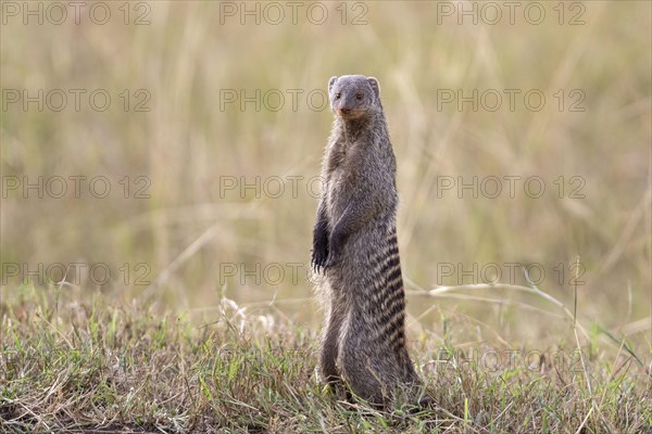 Banded mongoose